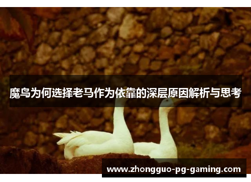 魔鸟为何选择老马作为依靠的深层原因解析与思考